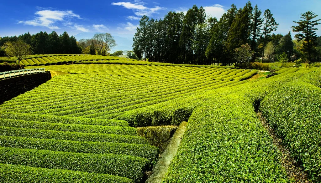 広大な茶畑が広がる美しい風景